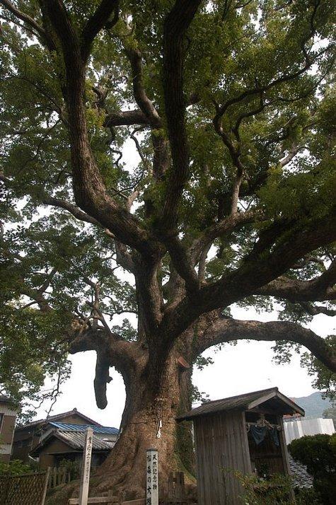 松森神社のクスノキ群-0