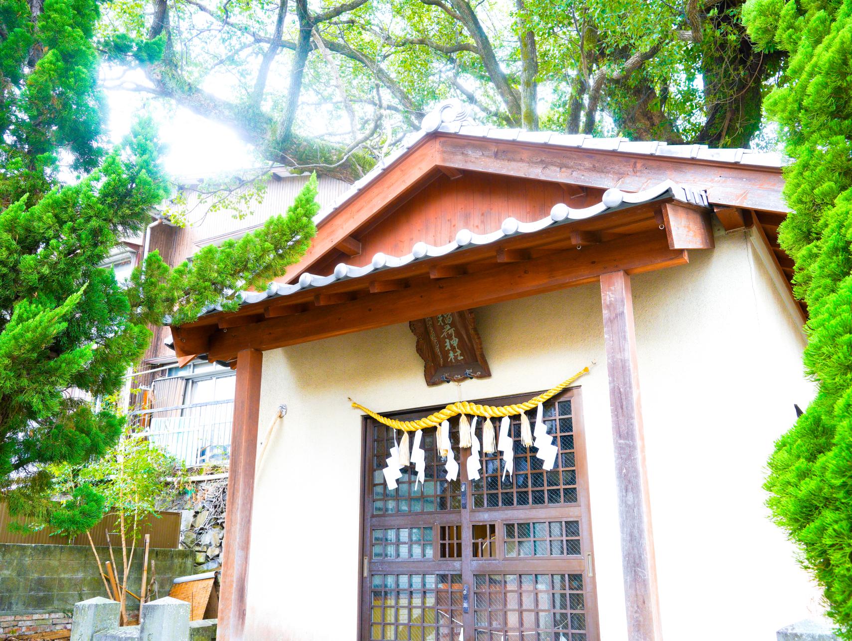 大徳寺の大クス-3