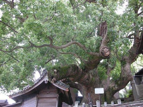 大徳寺の大クス