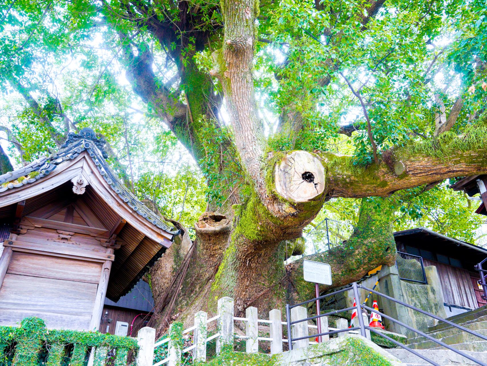 大徳寺の大クス