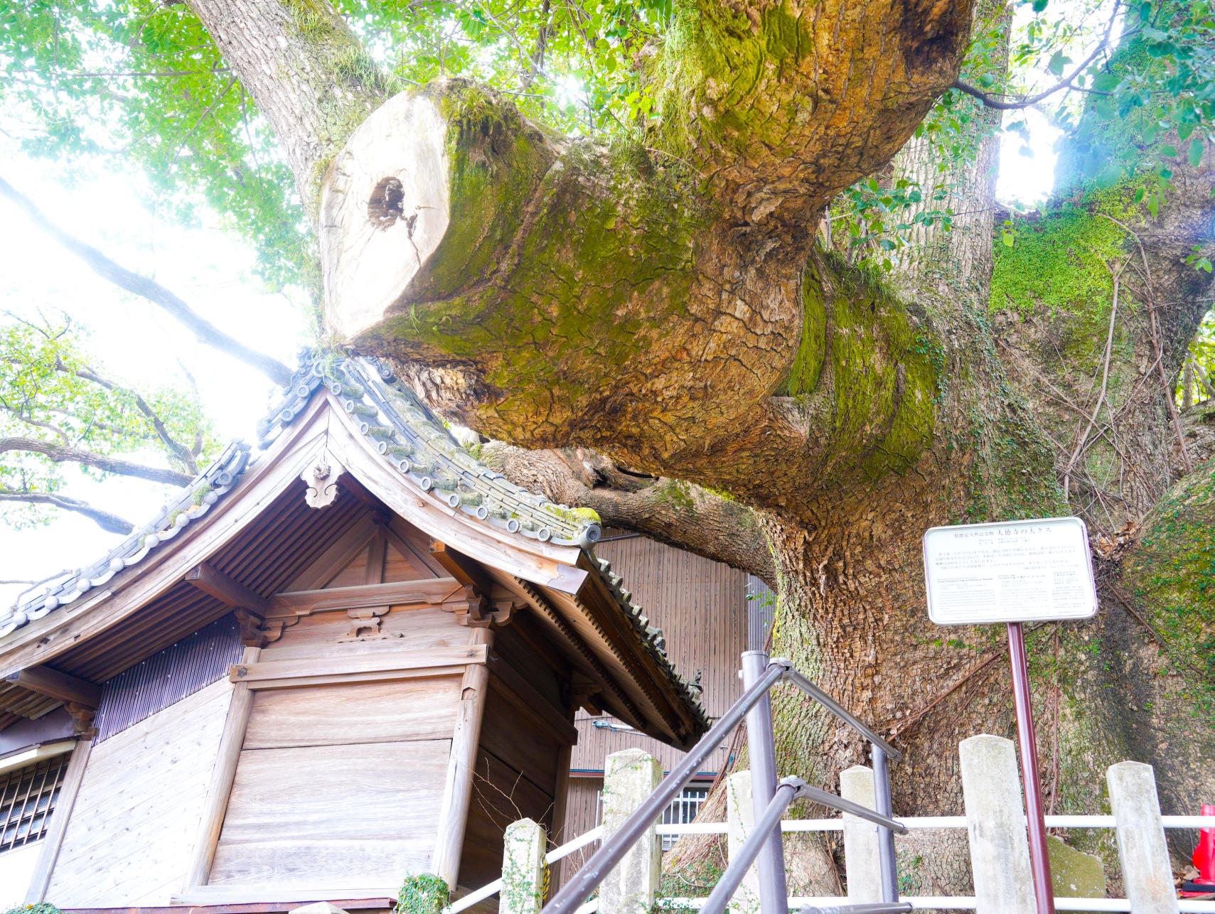 大徳寺の大クス-1