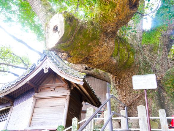 大徳寺の大クス-1