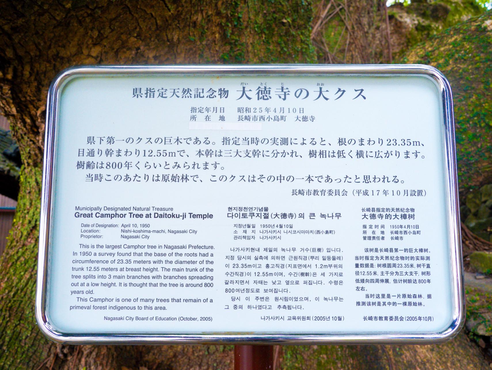 大徳寺の大クス-2