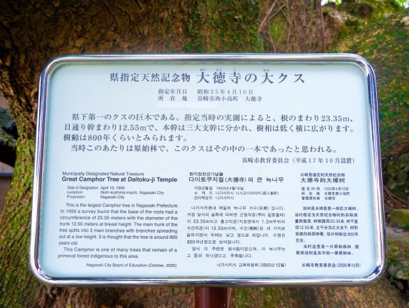 大徳寺の大クス-2