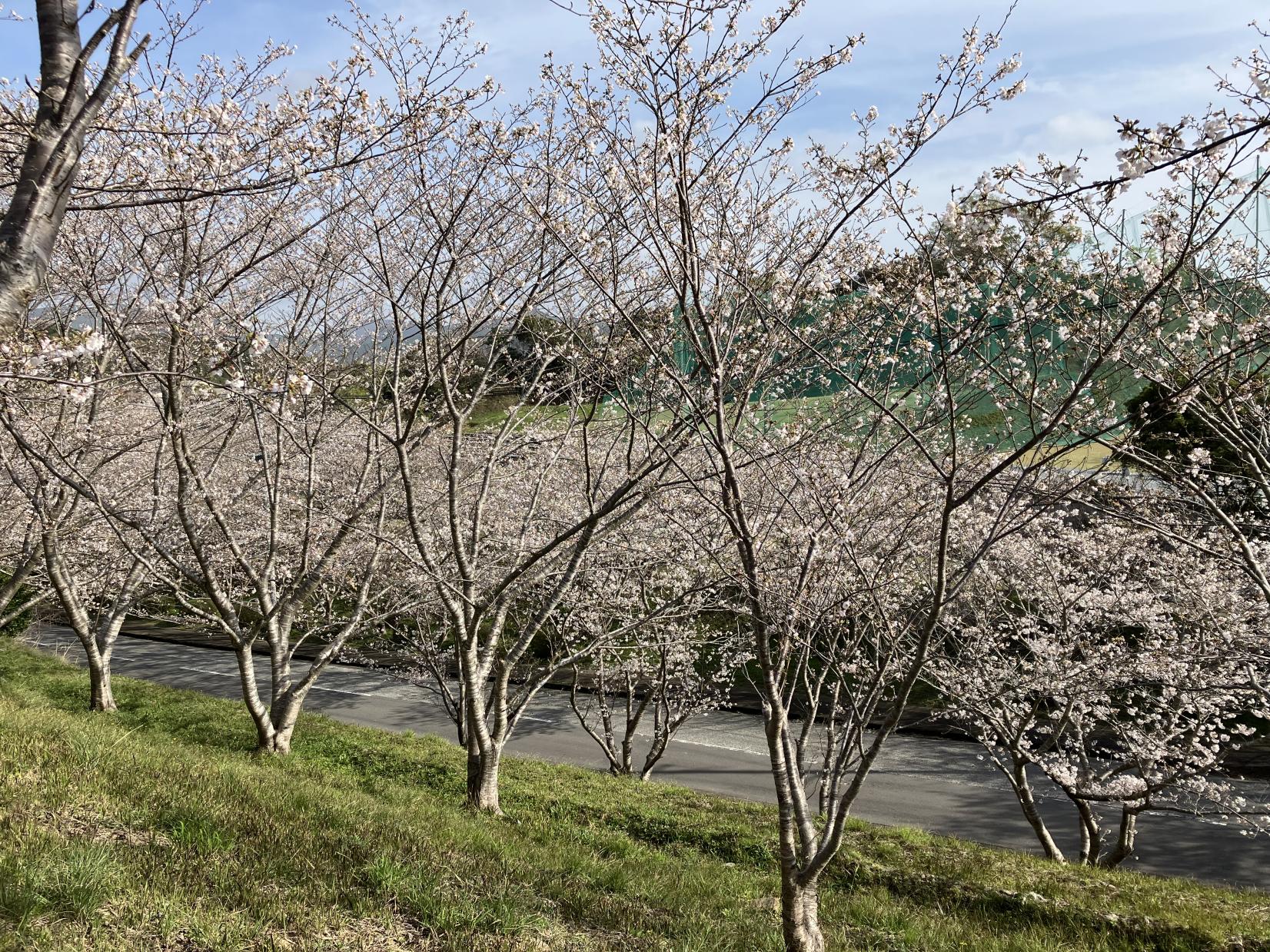 長崎市さくらの里公園-1