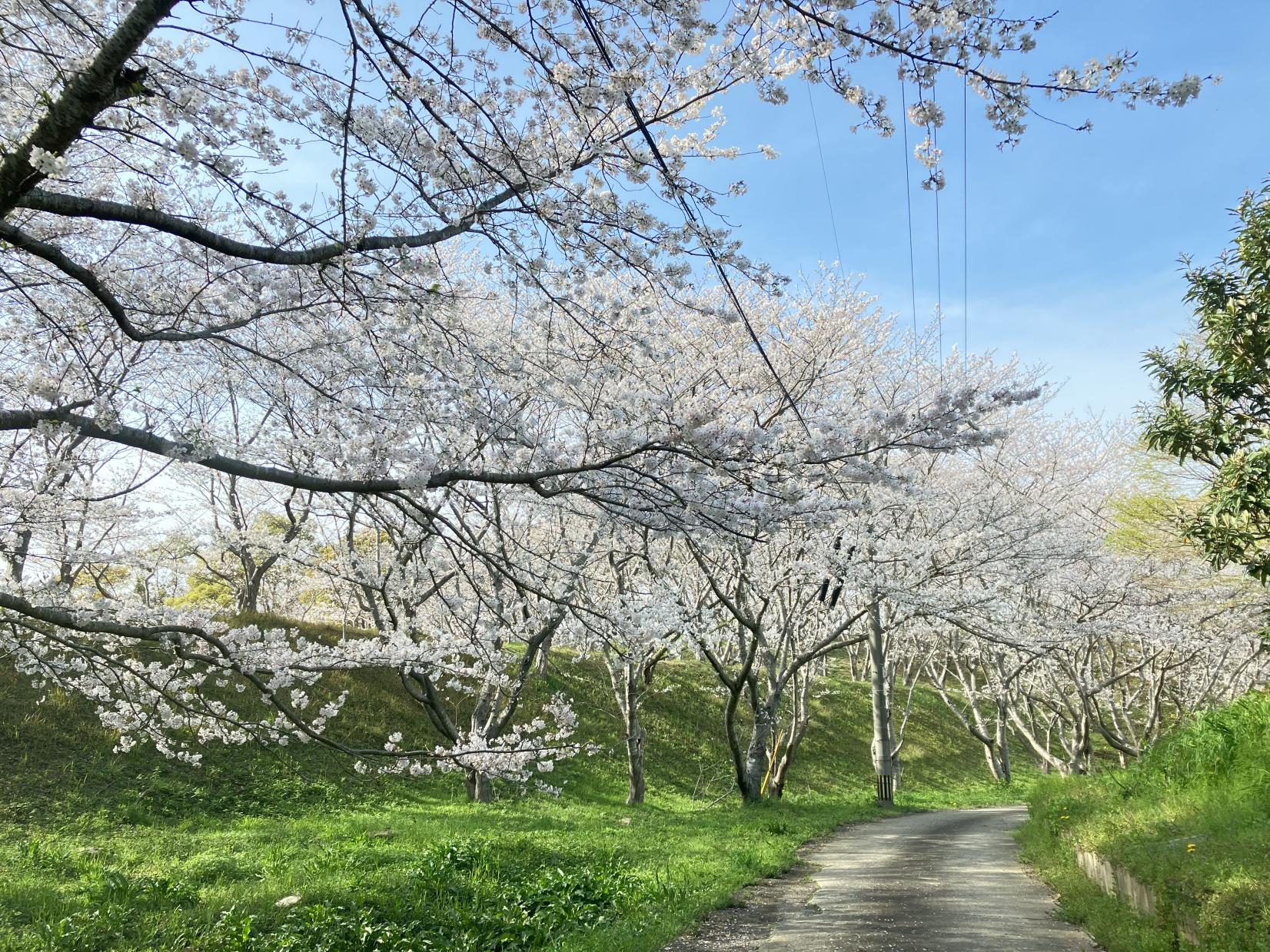 長崎市さくらの里公園-1