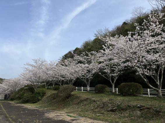 長崎市さくらの里公園-5