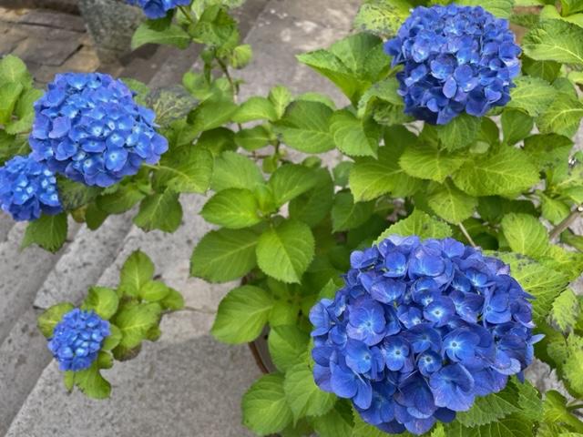 興福寺紫陽花まつり-0