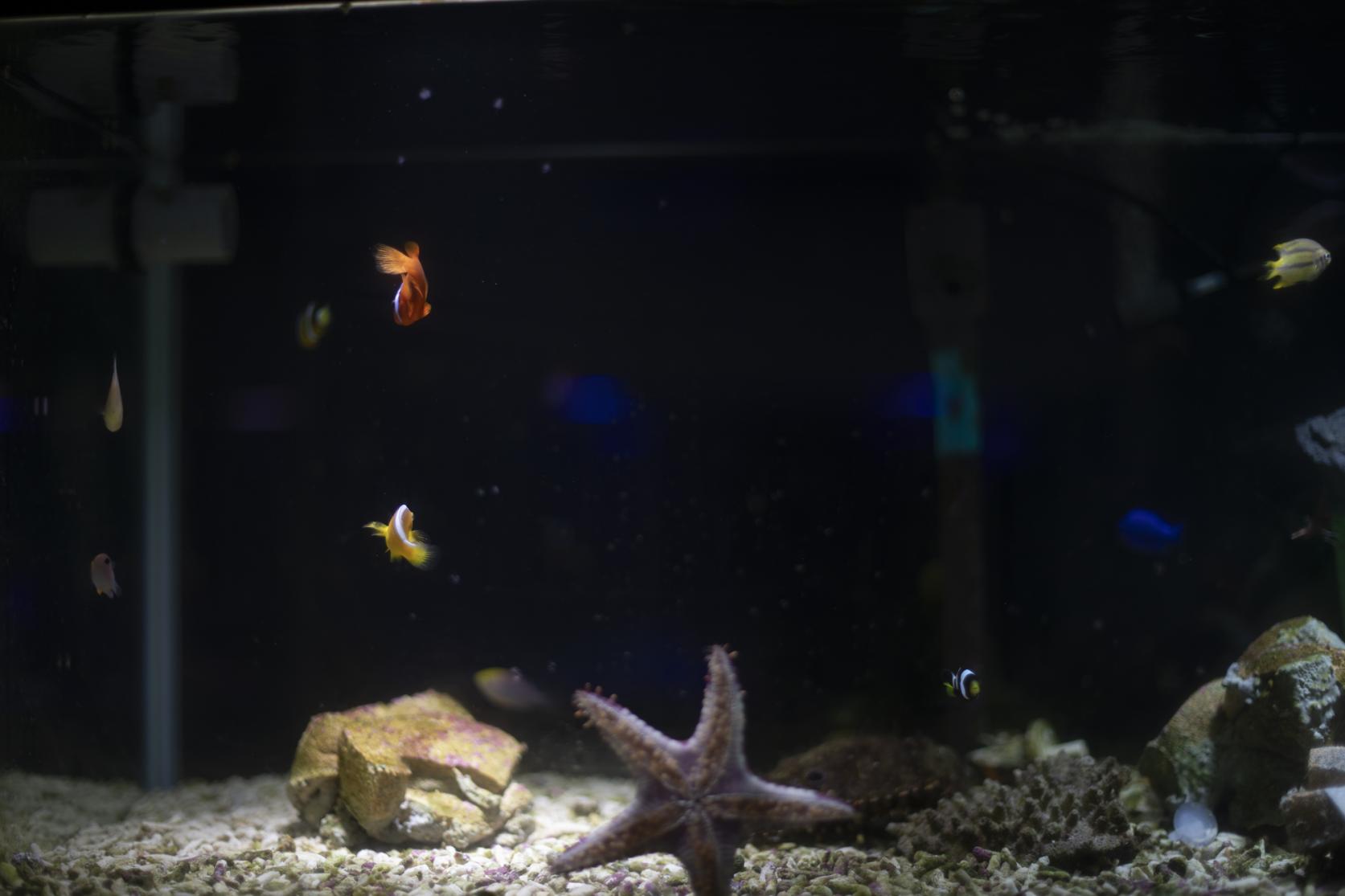 のもざきの小さな水族館 サンゴ礁の家-0