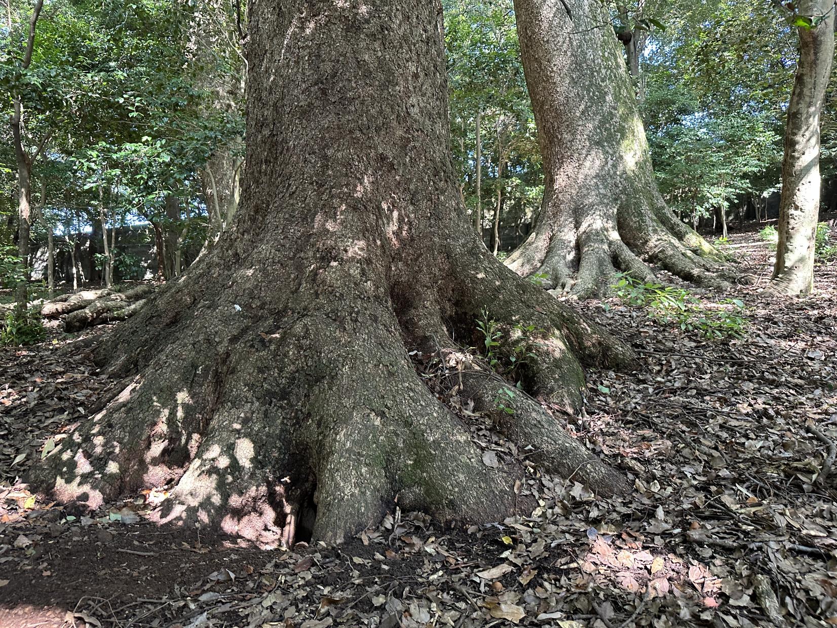 樹木医と歩く巨樹さるくー長崎市街地編ー-4