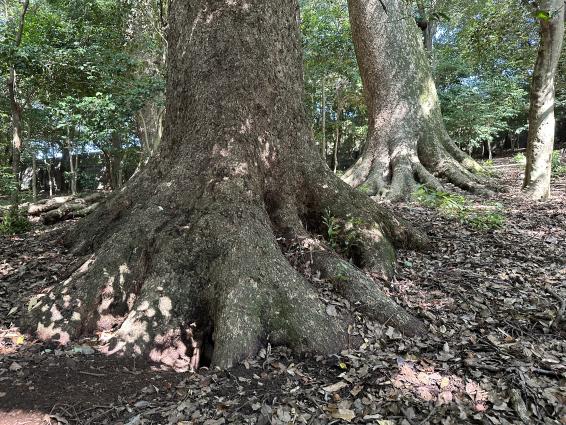 樹木医と歩く巨樹さるくー長崎市街地編ー-4