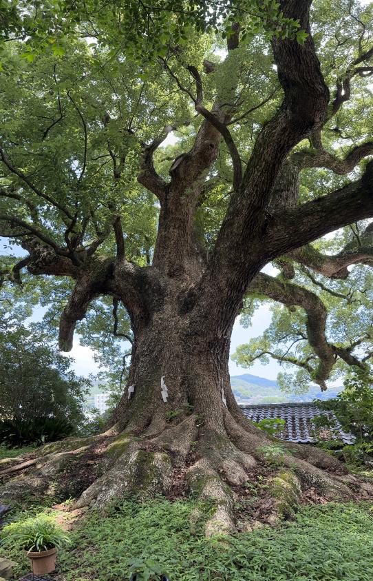 樹木医と歩く巨樹さるくー長崎市街地編ー-1