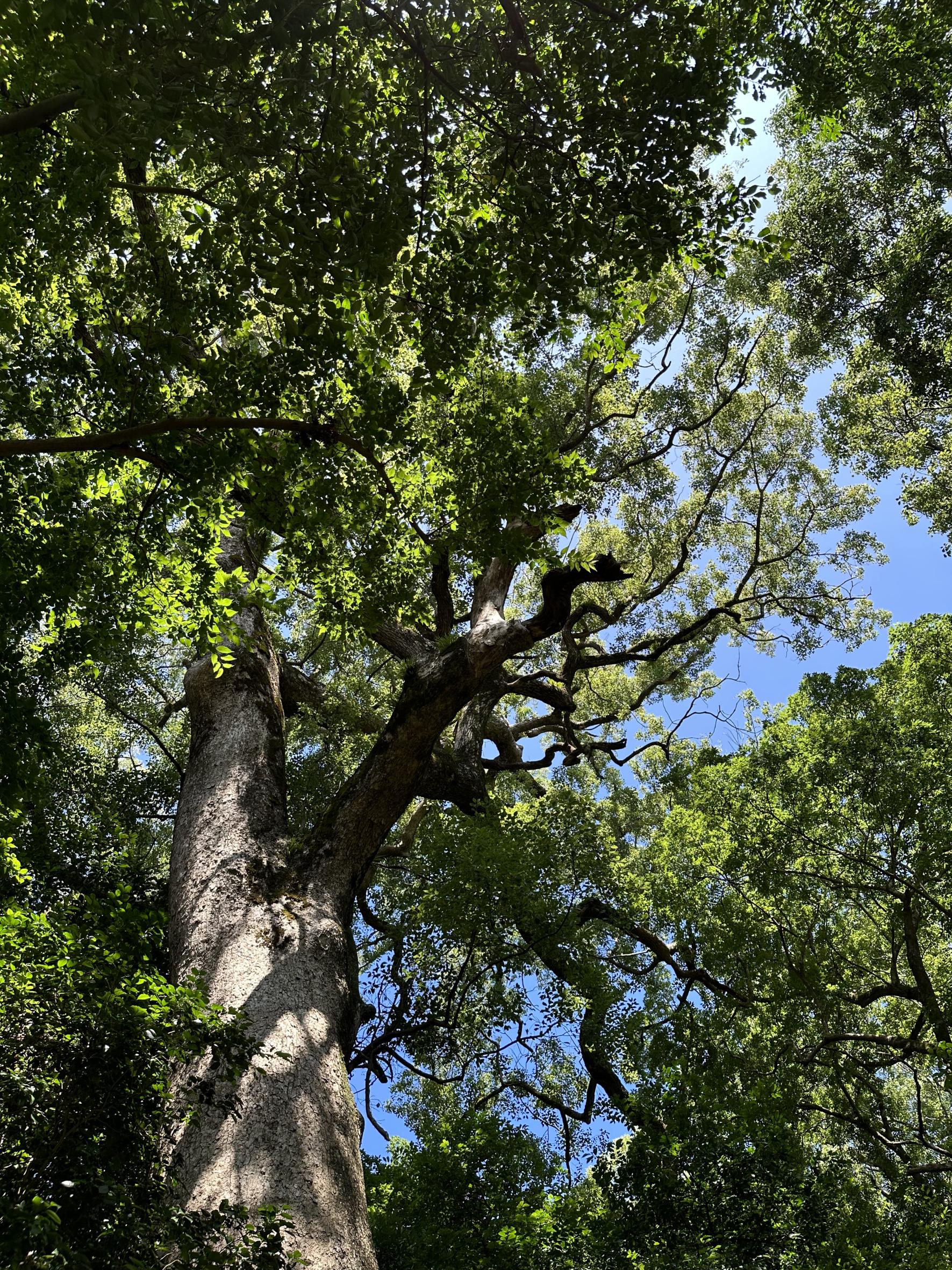 樹木医と歩く巨樹さるくー長崎市街地編ー-0