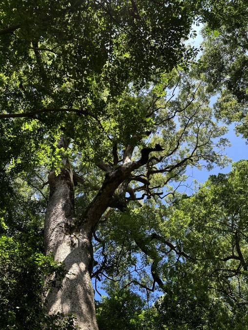樹木医と歩く巨樹さるくー長崎市街地編ー-0