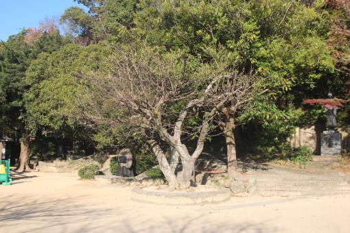 樹木医と歩く巨樹さるくー長崎市街地編ー-2