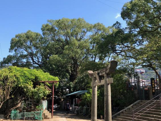 樹木医と歩く巨樹さるくー長崎市街地編ー-3