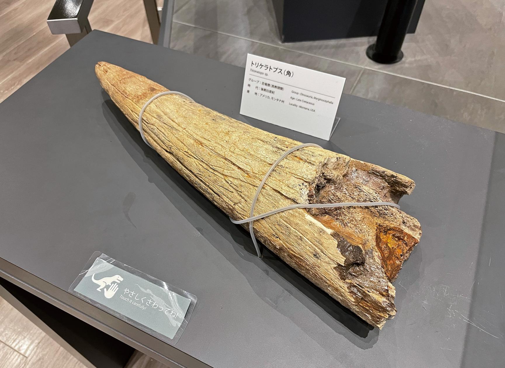 ベネックス恐竜博物館-4
